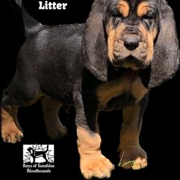 Bloodhound Puppies from Rays Of Sunshine Bloodhounds