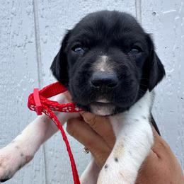 Red - Black and white male German Shorthaired Pointer puppy in Newton Grove, North Carolina from Wayalife Labradors & Gsp’s