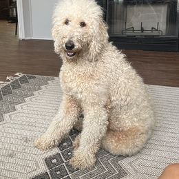 Sadie Mae - Double Doodle