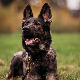 German Shepherds from DraugrHaus German Shepherds