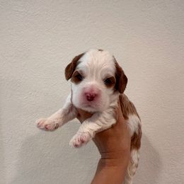 Female 2 - Blenheim female Cavapoo puppy in Sacramento County, California from Sac-Town Poodles and Doodles