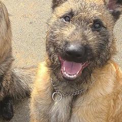 Puppy girl number 2 - Mahogany female Belgian Laekenois puppy in Ball Ground, Georgia from COSWALD  BELGIAN  LAEKENOIS