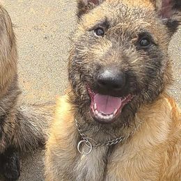 Puppy girl number 2 - Mahogany female Belgian Laekenois puppy in Ball Ground, Georgia from COSWALD  BELGIAN  LAEKENOIS