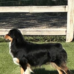 Wellie - Miniature American Shepherd