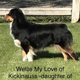 Wellie - Miniature American Shepherd