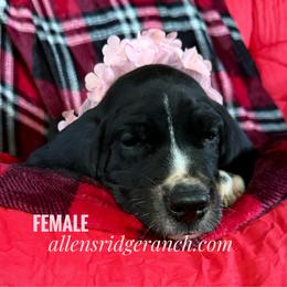 Black Mantle Tanpoint - Black and white female Great Dane puppy in Greenville, South Carolina from Allen’s Ridge Ranch