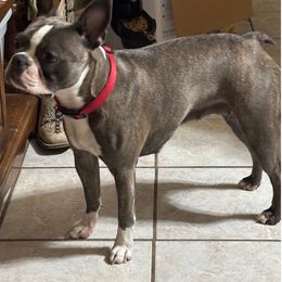 Boston Terrier All Grown Up from Cristi's Port Bostons
