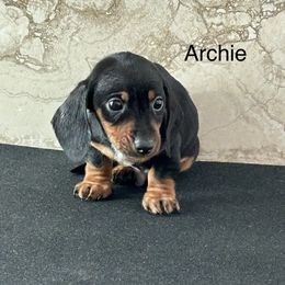 Dachshund Puppies from Bedrock Dachshunds