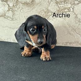Dachshund Puppies from Bedrock Dachshunds
