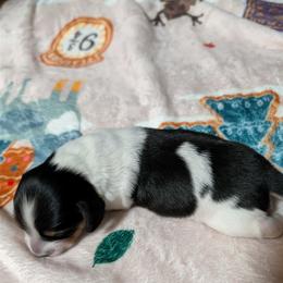 Boy 1 - Piebald male Dachshund puppy in Vernonia, Oregon from Living Hope Dobies and Doxies