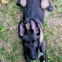 Belgian Malinois Puppies from Stellar Malinois