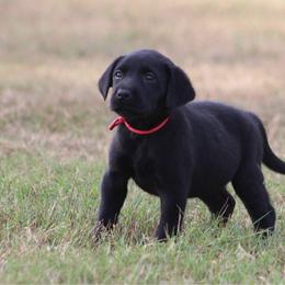 Girl Pink collar - Black female Labrador Retriever puppy in Four Oaks, North Carolina from TLC Retrievers