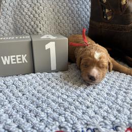 Justin - Red  male Goldendoodle puppy in Chino Valley, Arizona from Bass Creek Doodles