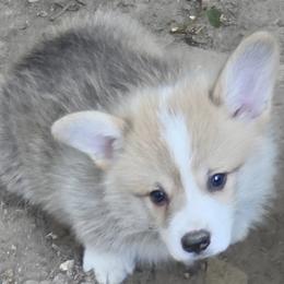 Pembroke Welsh Corgi puppies from Let Alone Creek Farm Corgis