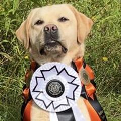 Indy - Labrador Retriever