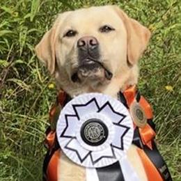 Indy - Labrador Retriever