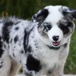 Crockett - Miniature Australian Shepherd