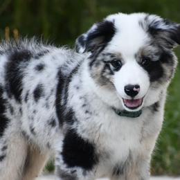 Crockett - Miniature Australian Shepherd