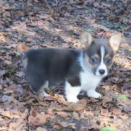 Pembroke Welsh Corgi Puppies from Crown AB Farms Pembroke Welsh Corgis