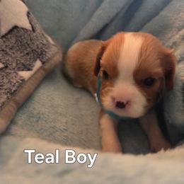 Teal Boy - Blenheim male Cavalier King Charles Spaniel puppy in Forest Lake, Minnesota from Northern Lights Goldens
