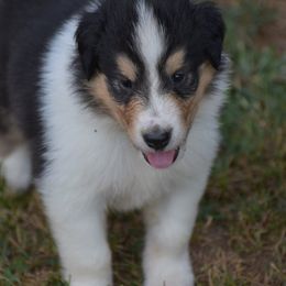 Oreo - Black white and tan male Collie puppy in Danville, Pennsylvania from Brookwood Collies, Smooth & Rough
