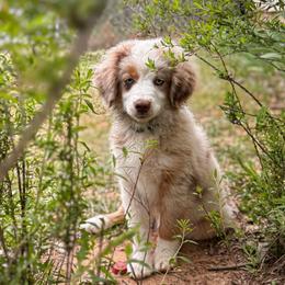 Callie - Red merle female Miniature American Shepherd puppy in Tupalo, Mississippi from Butterfield Trail Farm