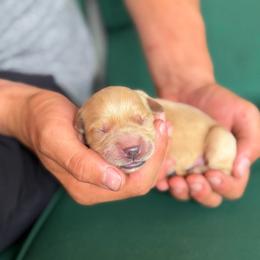 4th pick females - Light golden female Golden Retriever puppy in Colville, Washington from Columbia Ridge Goldens