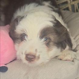 Betty - Brown and white female Aussiedoodle puppy in Lincoln, California from Pasta Puppies Doodles