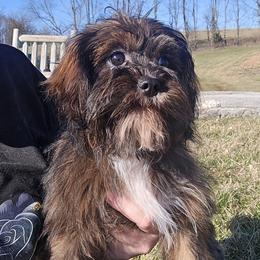 Lolly - Sable female Cavapoo puppy in Lebanon, Kentucky from Mosaic Merle Doodles