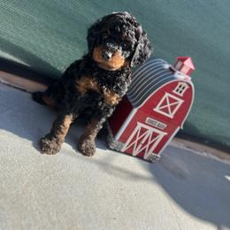 Poodle Puppies from Sakura Poodles