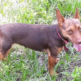 American Hunt Terriers and Russell Terriers from Seis J Ranch