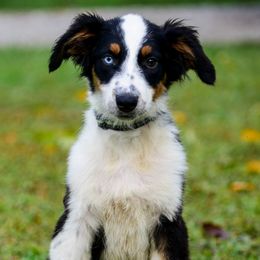 Mary - Black tri-color female Australian Shepherd puppy in Clarkrange, Tennessee from Vom Wolff