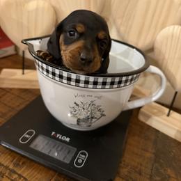 Oliver - Black and tan male Dachshund puppy in Madisonville, Texas from Little B’s Dachshund Farm