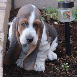 Ivy - Blue tan and white female Basset Hound puppy in Surprise, Arizona from Howlin Hounds