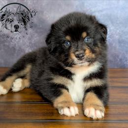 Sicily - Black tri-color female Australian Shepherd puppy in Fultonville, New York from Sandy Aussies & Pomeranians