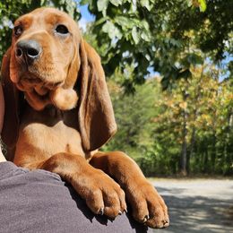 Storm  (gray collar) - Redbone Coonhound puppy from Cedar Forest Redbones