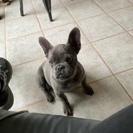Beth - French Bulldog