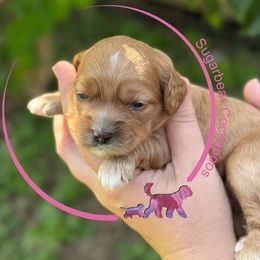 Asiago - Red female Cockapoo puppy in Pledger, Texas from Sugarbear Cockapoos