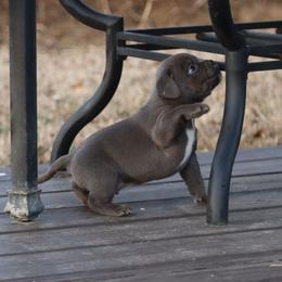 Boy 1 - Blue male American Bully puppy in Dixon, Kentucky from Haymaker Bully Camp