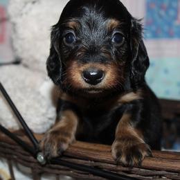 Girl 3 - Black and tan female Dachshund puppy in Craig, Colorado from Rocky Mountain Shih Tzus and Dry Creek Miniature Dachshunds