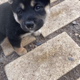 Shiba Inu All Grown Up from Salas Shiba Inu's