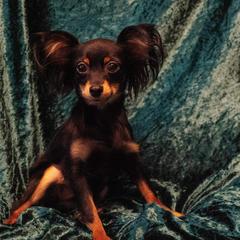 Vendula - Russian Toy