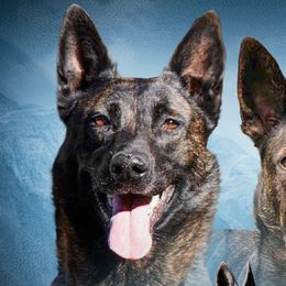 Bluetick Coonhounds and Dutch Shepherds from Guardian K9s