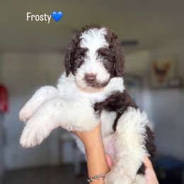Frosty - Brown male Bernedoodle puppy in Port Saint Lucie, Florida from Sommerdoodle
