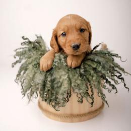 Patch - Dark golden male Golden Retriever puppy in Buhl, Idaho from Atkinson's Goldens