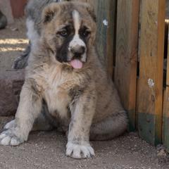 Boy 4 - Gray Armenian Gampr puppy in Neenach, California from Mustang Ranch