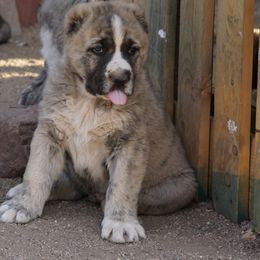 Boy 4 - Gray Armenian Gampr puppy in Neenach, California from Mustang Ranch