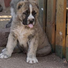 Boy 4 - Gray Armenian Gampr puppy in Neenach, California from Mustang Ranch