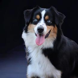 Kaysi - Miniature Australian Shepherd