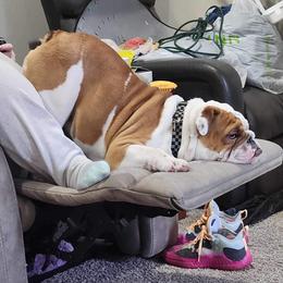 Bulldog Puppies from Semper Fi Bulldogs